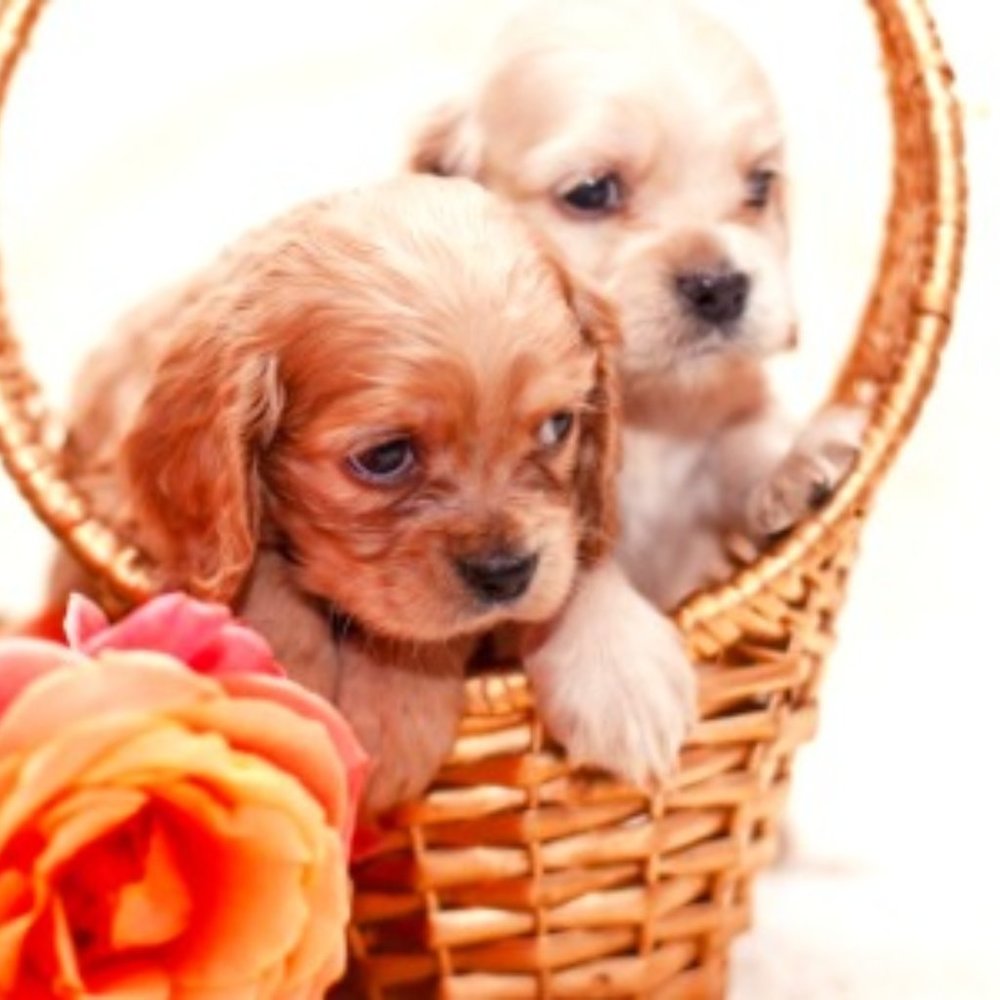 stray pets need your help( you get them washed when you get them)